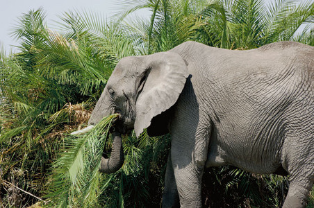 Elephant Eating