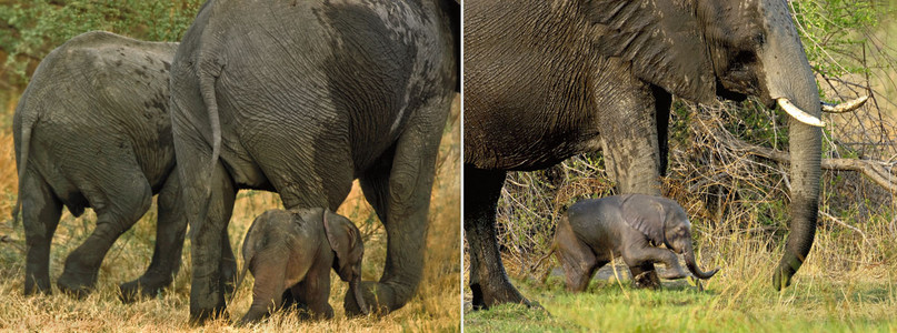 Baby Elephant