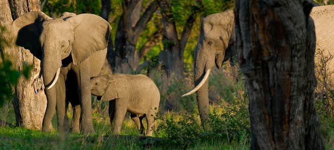 Baby Elephant Feeding
