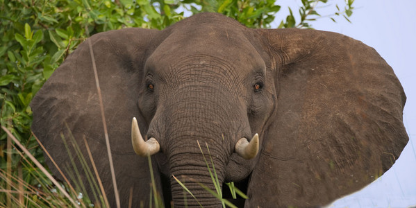 Large Bull Elephant