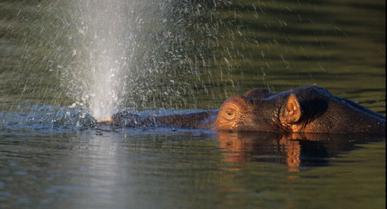 Hippo Resurfacing
