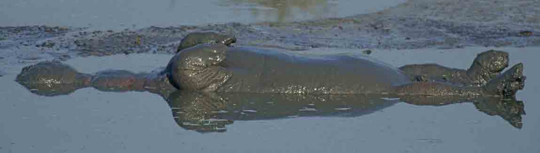 Hippo Flip-Flop