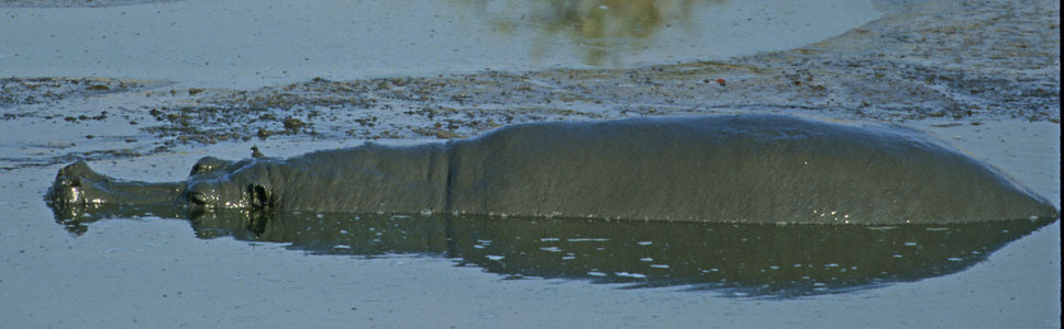 Hippo Flip-Flop