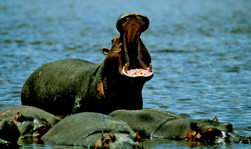 Dominant Hippo