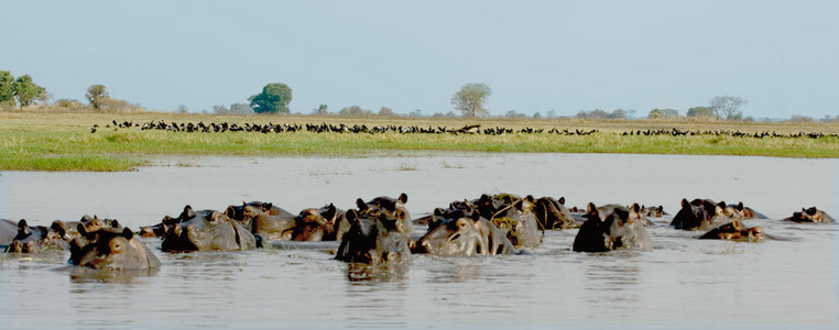 Hippo School
