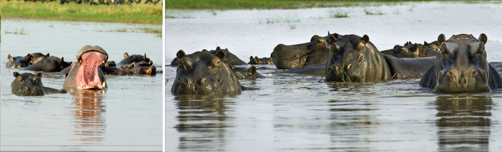 Hippo School