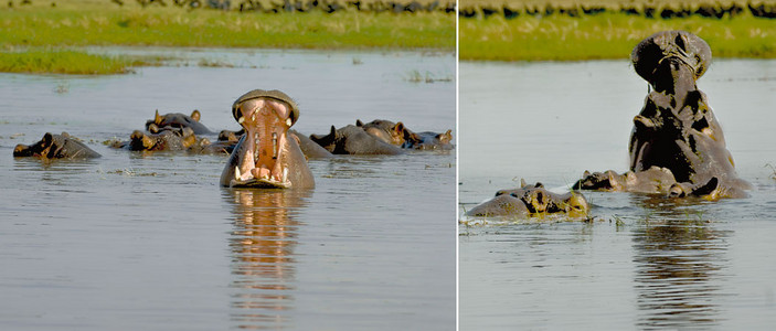 Hippo School