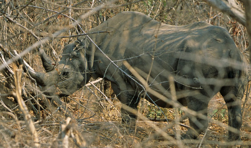 Black Rhino