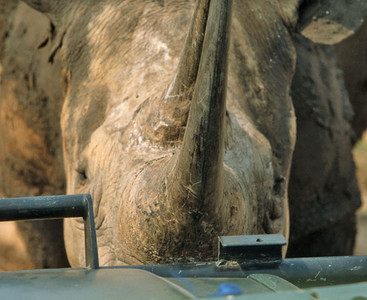 Black Rhino