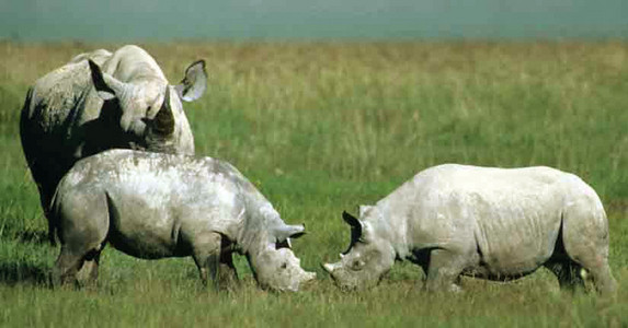 Black Rhino