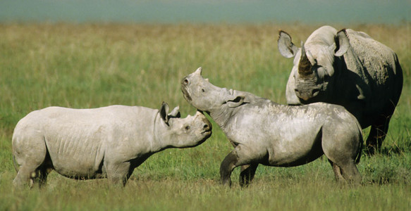 Black Rhino