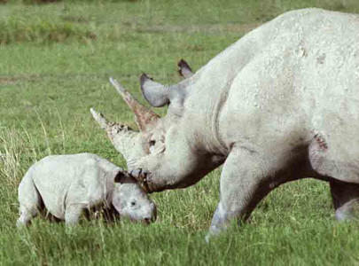 Black Rhino