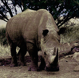 White Rhino