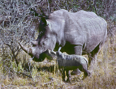 White Rhino