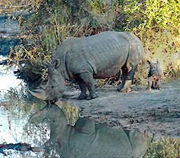 White Rhino