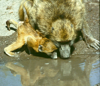 Baboon Baby and Mother