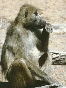 Male Baboon