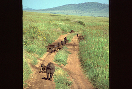 Baboon On Trail