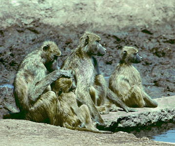 Baboon Family