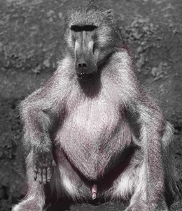 Baboon Relaxing