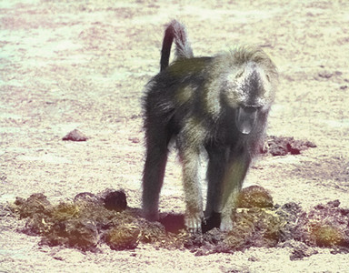 Baboon