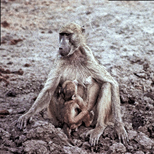 Baboon Mother Nursing