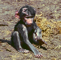 Baboon Baby Wounded