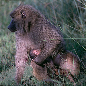 Baboon Mother and Baby