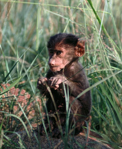 Baboon Baby