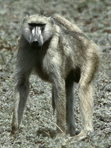 Baboon Male