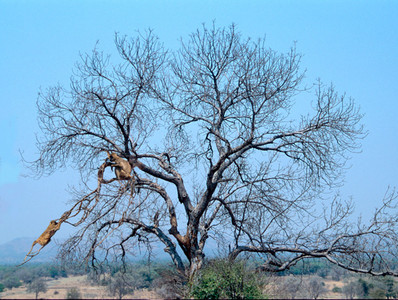 Baboon Chase in Tree