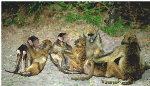 Baboon Family