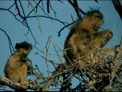 Baboons