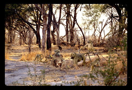 Baboon Family