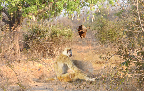 Baboon with Buffalo