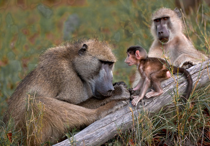 Baby with Parents