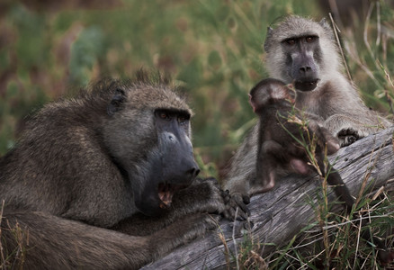 Baby with Parents