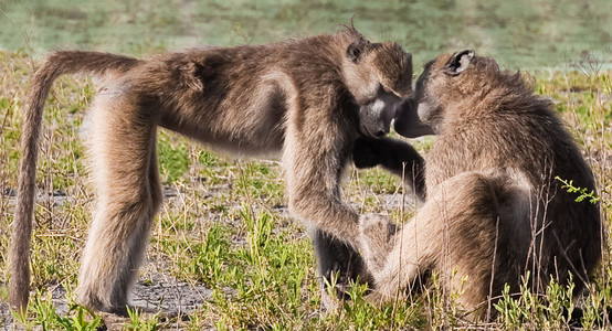 Chacma Baboon Males