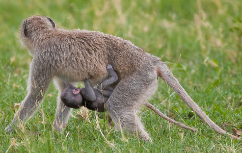 Chacma Baboon Mother