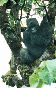 Marcel in Tree