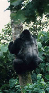 Marcel in Tree