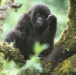 Mtn. Gorilla Juvenile Female