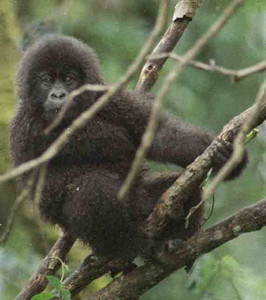 Mtn. Gorilla Juvenile