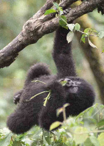 Mtn. Gorilla Juvenile