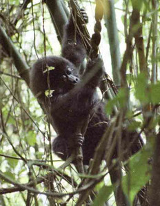 Mtn. Gorilla Juvenile