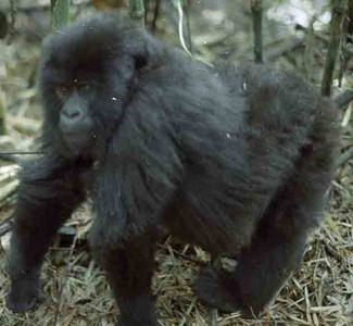 Mtn Gorilla