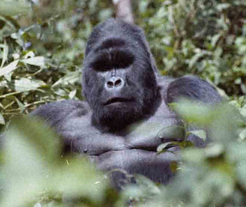 Marcel Watching