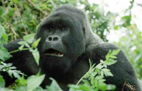Marcel Grimacing