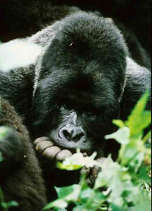 Marcel "Thinking"