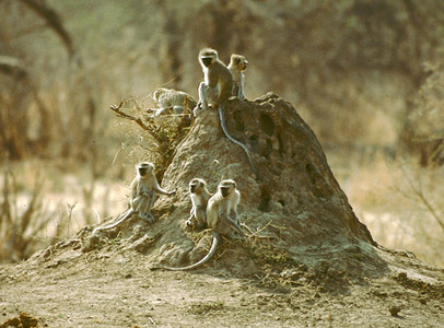 Vervet Monkey Juveniles